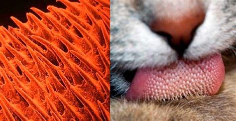 penes de gato|Las espículas del pene de los gatos: adaptaciones fascinantes